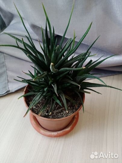 Комнатные цветы