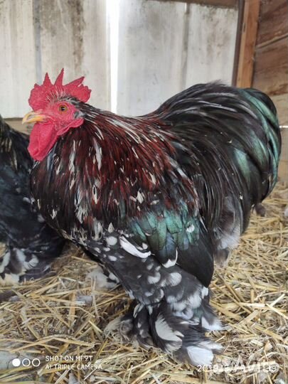 Декоративные куры