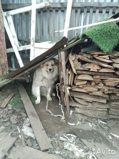 Собаки на охрану