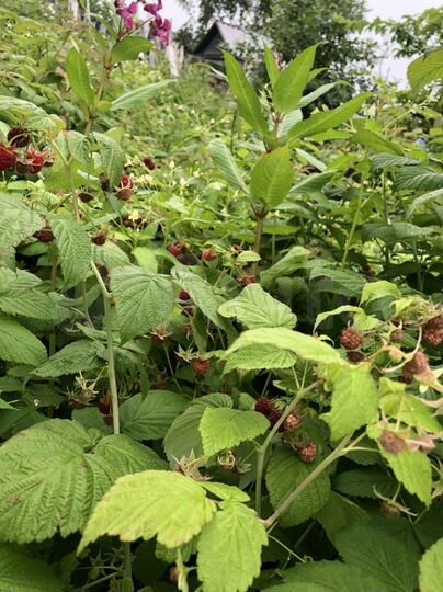 Участок 10,1 сот. (СНТ, ДНП)