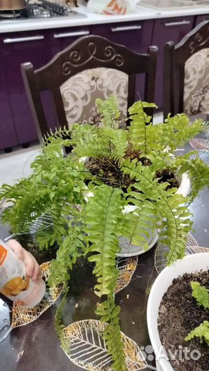 Филодендрон