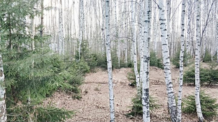 Участок 10 сот. (СНТ, ДНП)