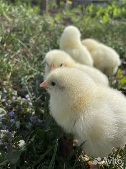 Цыплята суточные кобб 700