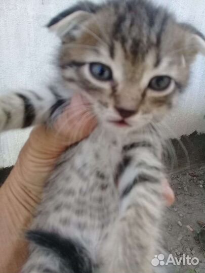 Котята в добрые руки бесплатно