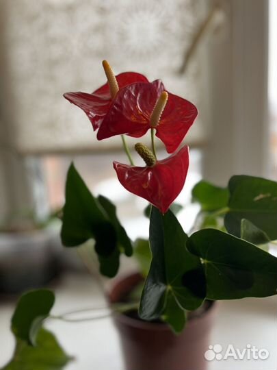 Комнатные цветы антуриум