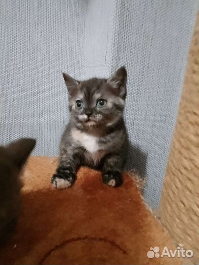 Котята