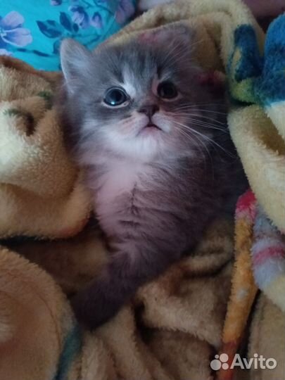 Отдам котика в добрые руки
