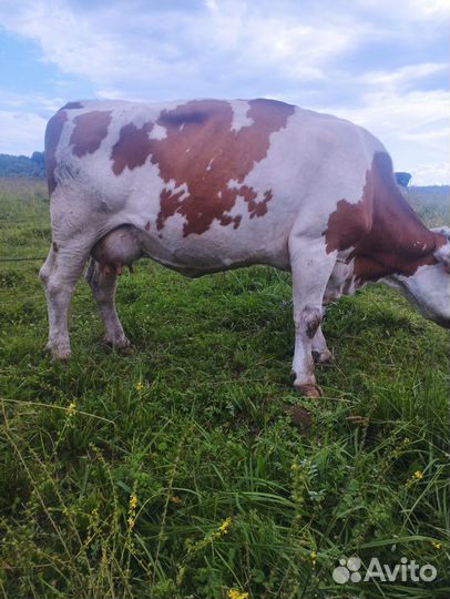 Продаю корова сементаль дойные литр 20
