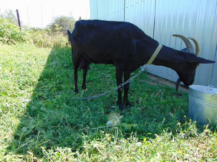 Продам козу