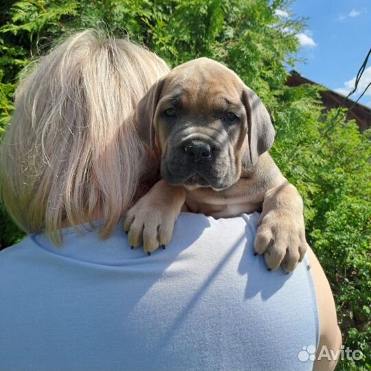 Щенки кане корсо