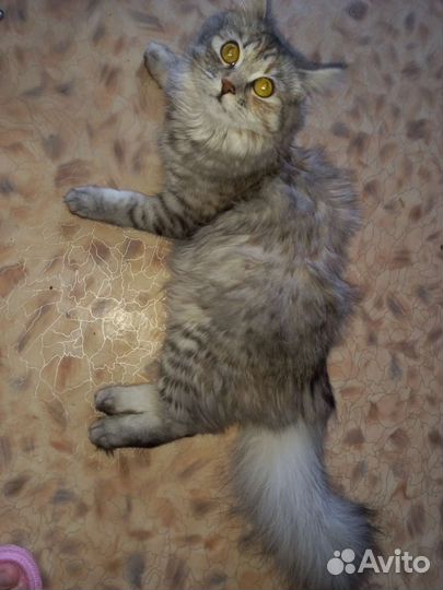 Сибирская кошка бесплатно