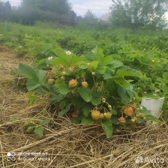 Рассада клубники. отправка почтой из Марий Эл