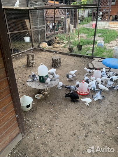 Продажа голубей