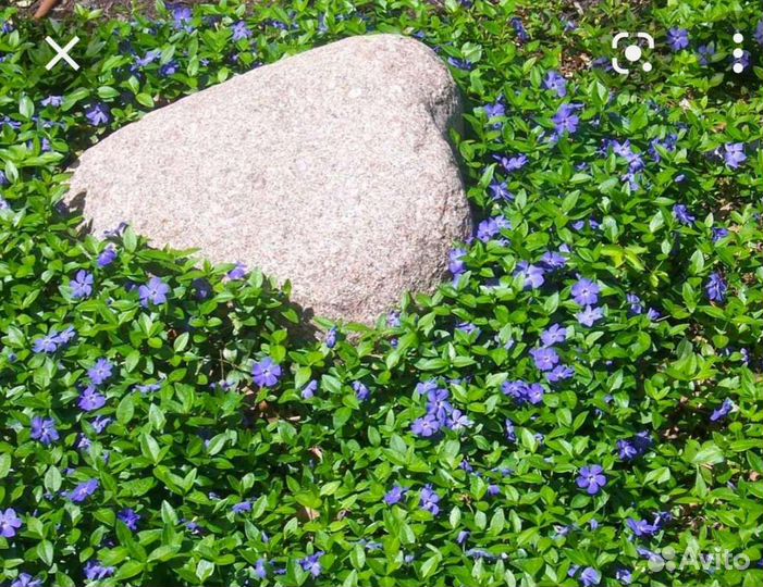 Многолетник