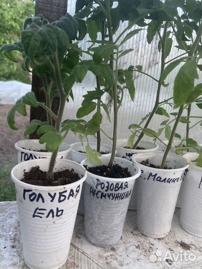 Рассада томатов