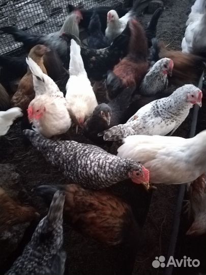 Куры молодки несушки