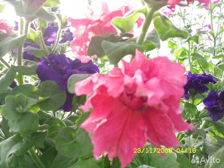 Рассада овощей и цветов