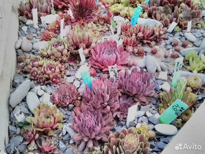 Молодило-каменная роза