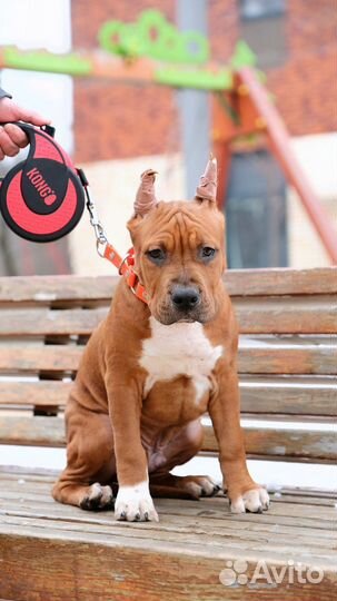 Щенок Амстафф (4 мес ) РКФ