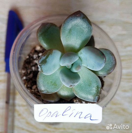 Суккуленты- эхеверии и граптоверии