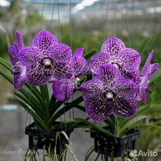 Vanda Manuel Torres
