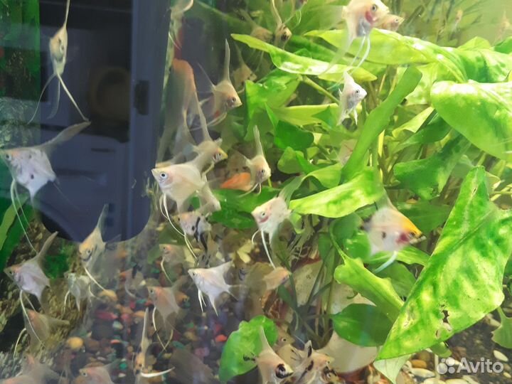 Аквариумные рыбки