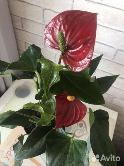 Антуриум Felicita