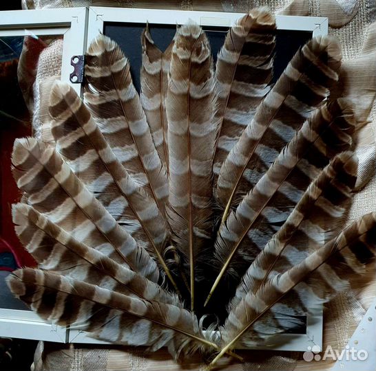 Перья хищной птицы