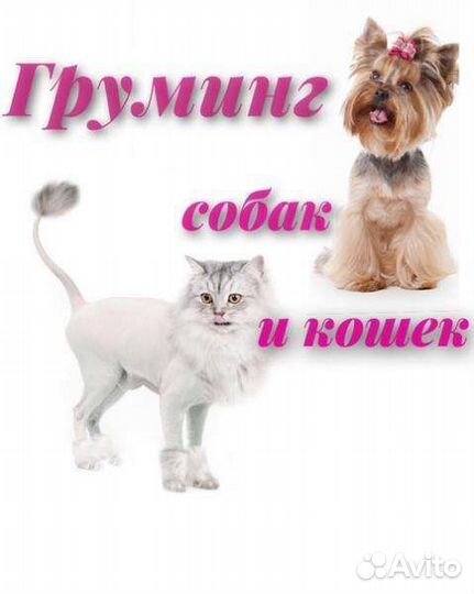Груминг собак и кошек с выездом на дом