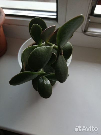 Денежное дерево или 