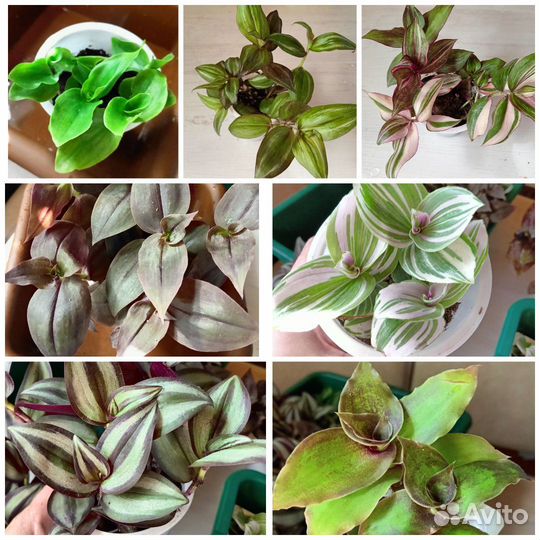 Традесканции разные