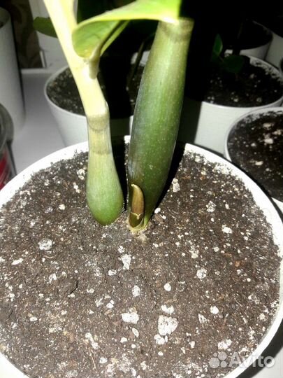 Замиокулькас (комнатные растения)