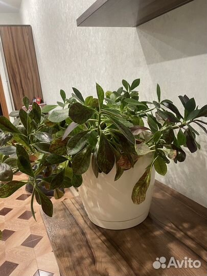 Синадениум