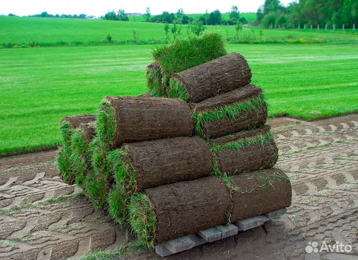 Укладка рулонного газона под ключ