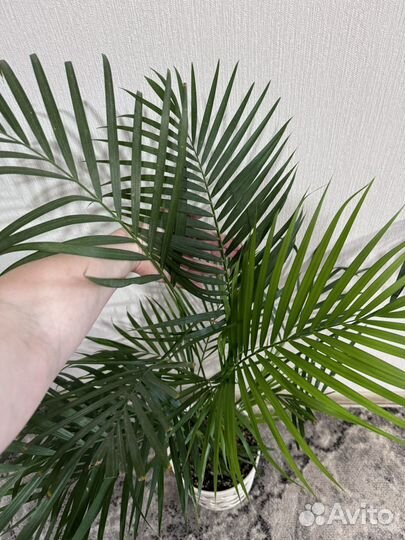 Пальма арека дипсис