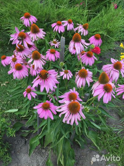 Многолетники Саратов