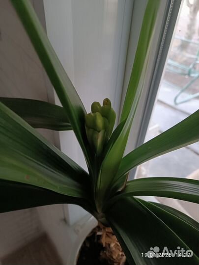 Комнатные цветы кливия