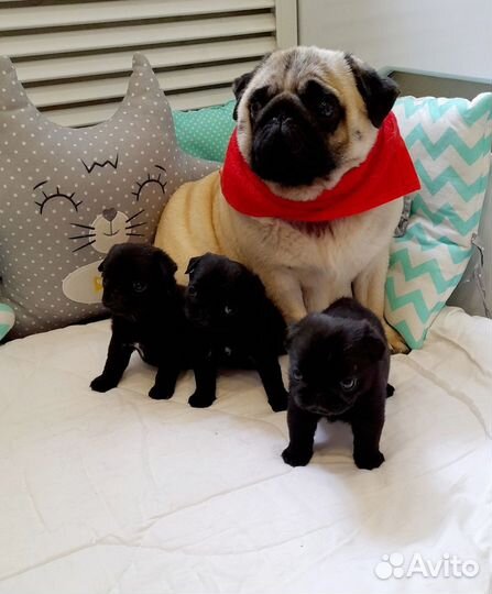 Щенки мопса