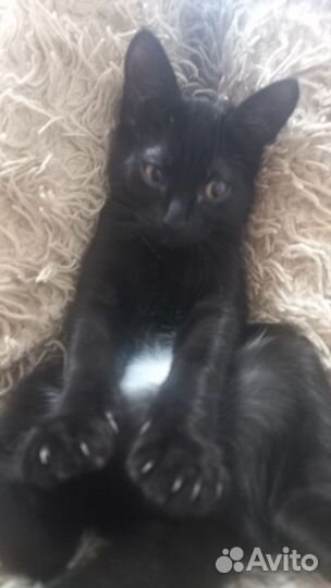 Дора ищет новый дом