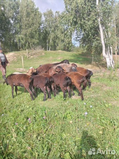Бараны эдильбаевской породы