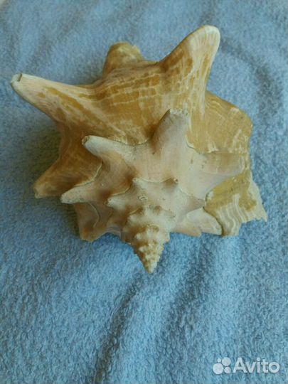 Ракушка (Куба 77г.)