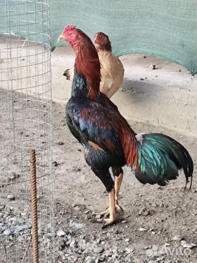 1,2,3,4, хинты 5,6 бразильцы