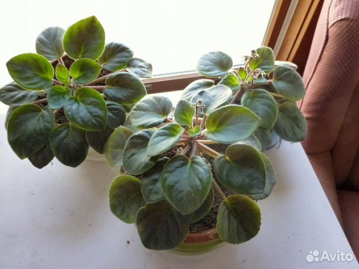 Фиалочки белые 