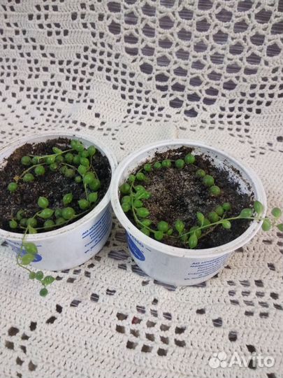 Крестовник роули