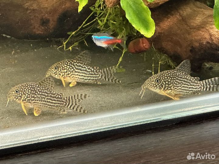 Аквариумные рыбки, сомики, коридорас Штерба