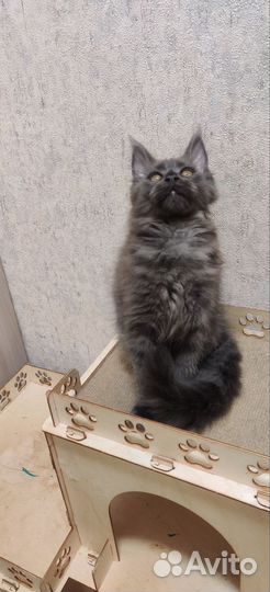 Кошки мейн-кун