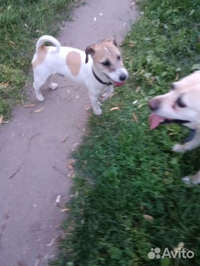 Джек Рассел терьер