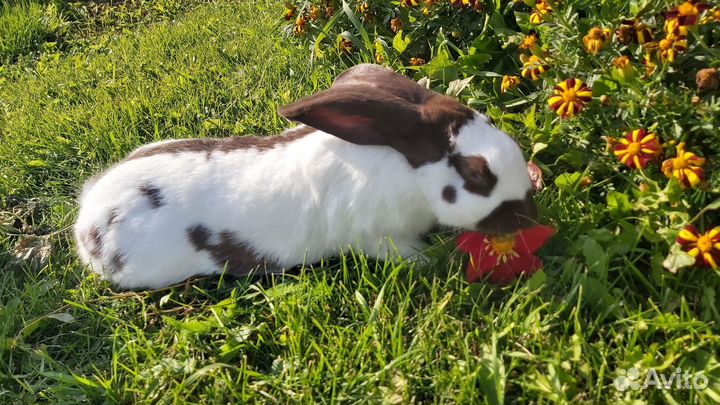 Кролик немецкий пестрый строкач