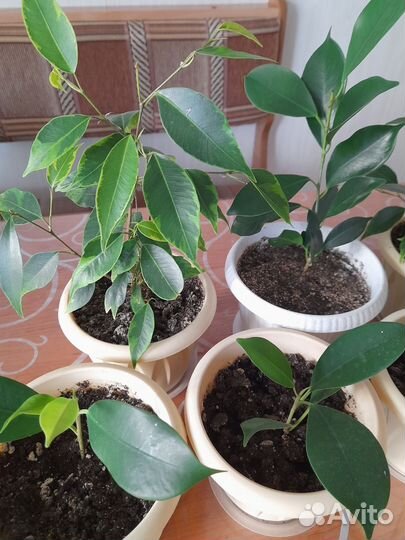 Фикус бенджамина