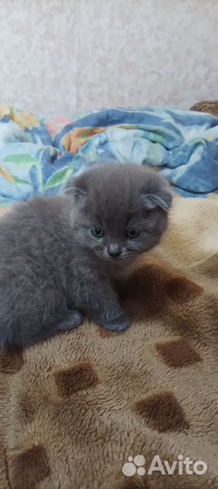 Вислоухие котята